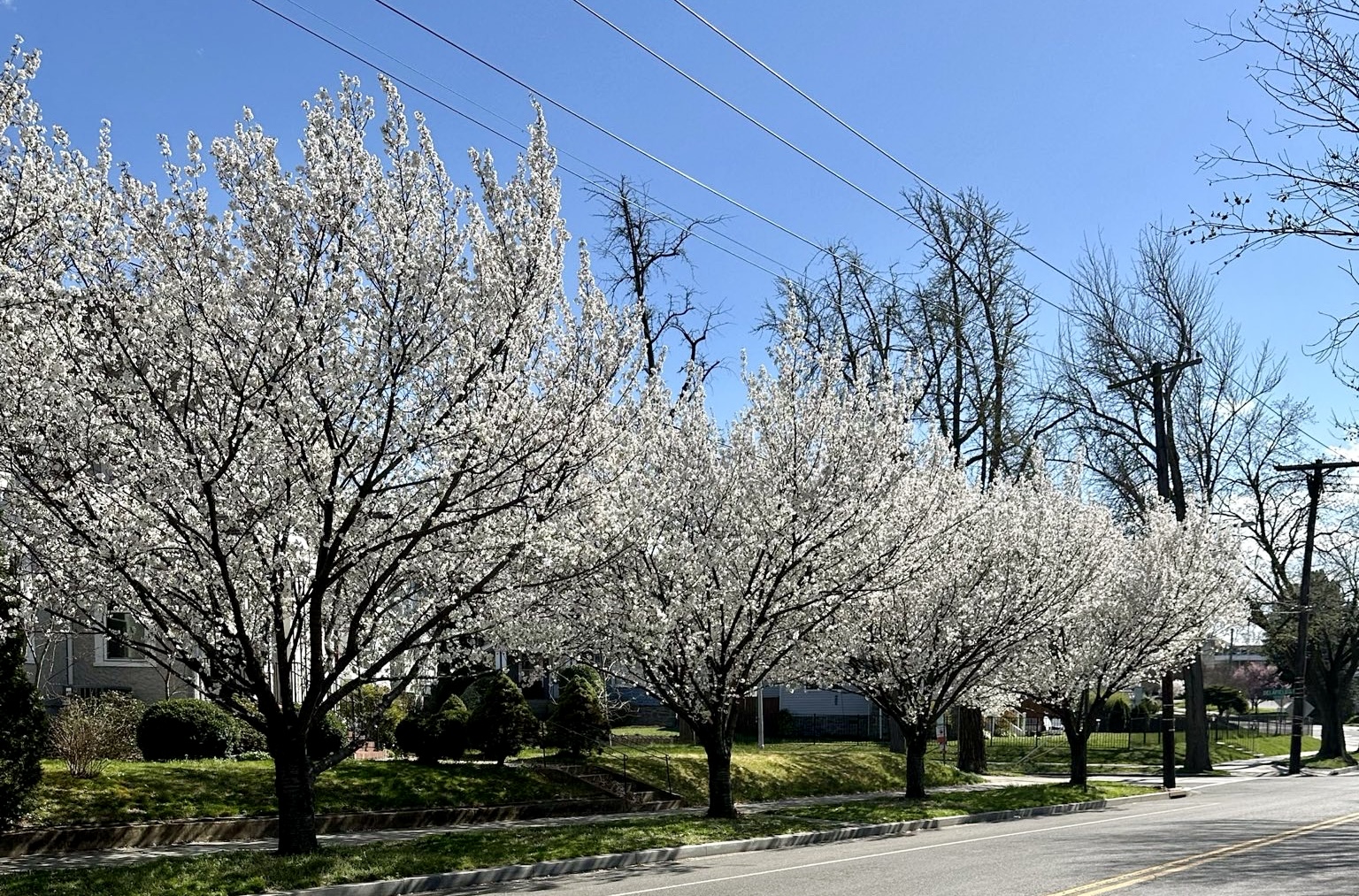 Ward 4 Dispatch: DC Budget Delays, Safety Interventions, and a Step Forward  for Conservation! - Councilmember Janeese Lewis George